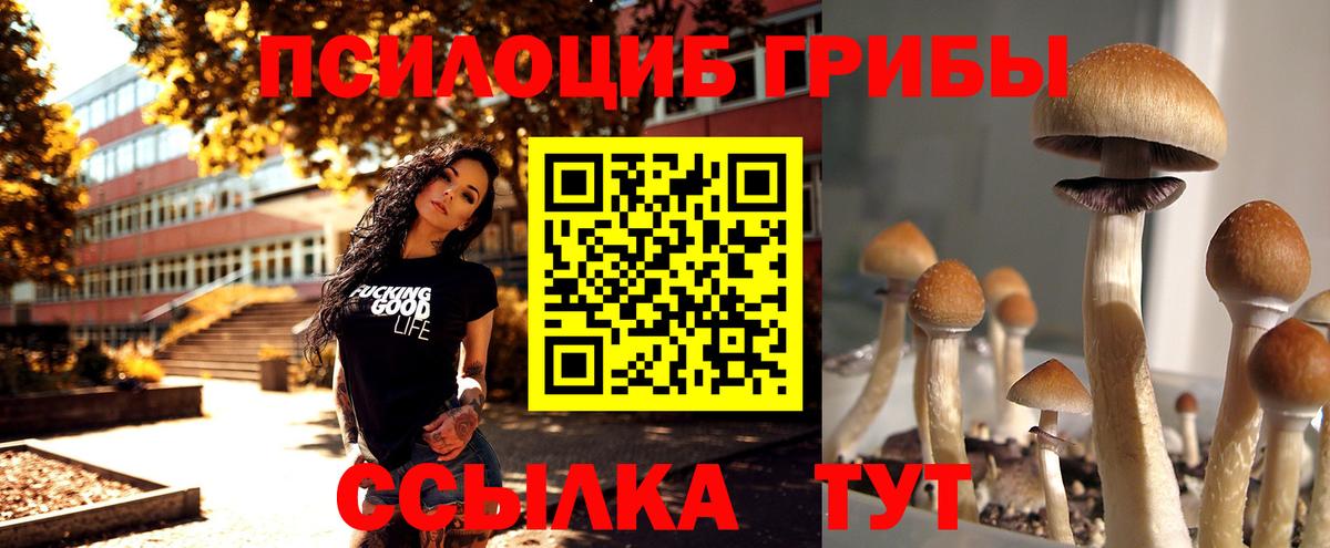 Псилоцибиновые грибы Cubensis Арзамас